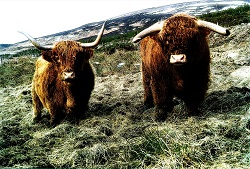 Highland Cattle