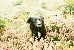 Meg in the Heather